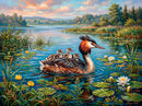 Greater Crested Grebe (Landscape)