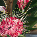 Hakea Pincushion (Square) Jigsaw Puzzle by Artist Elizabeth Currie and Manufactured by QPuzzles in Queensland
