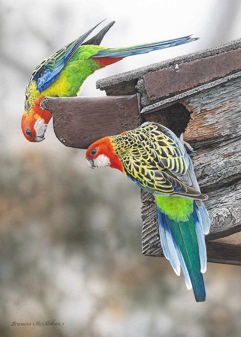 House Hunting - Eastern Rosellas (Portrait) QPuzzles
