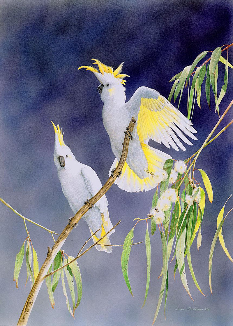 In a Shaft of Sunlight - Sulphur-Crested Cockatoos (Portrait) Jigsaw Puzzle by Artist Frances McMahon and Manufactured by QPuzzles in Queensland