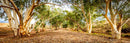 Kanyaka Creek Bed (Pano) Jigsaw Puzzle by Artist Jaime Dormer and Manufactured by QPuzzles in Queensland