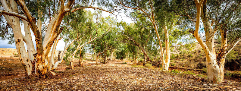 Kanyaka Creek Bed (Panorama)