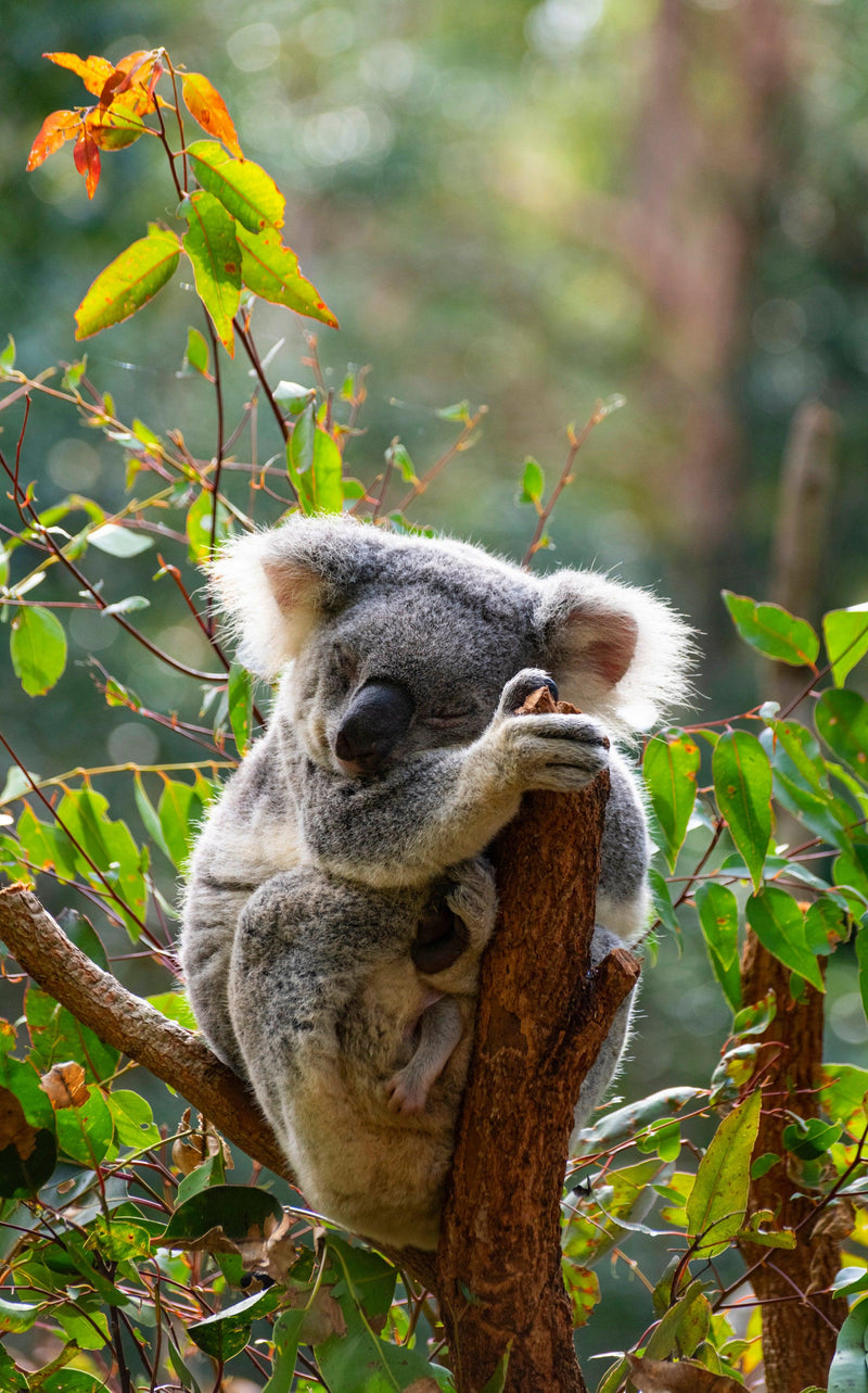 Koala Mother & Joey (Portrait)