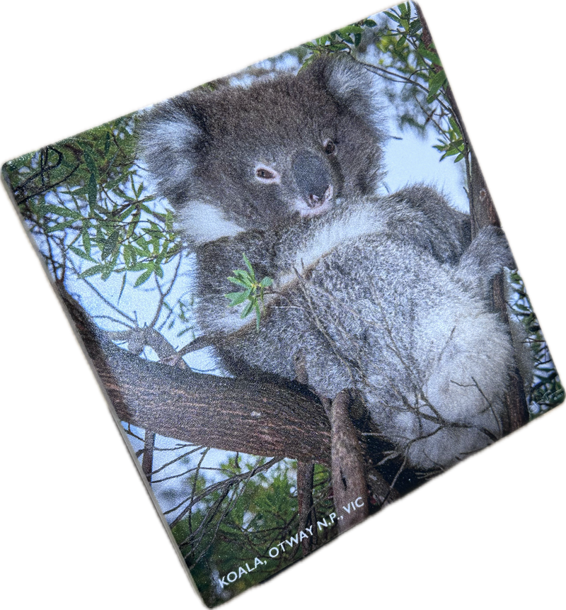Koala, OtwayNP, VIC Ceramic Coaster
