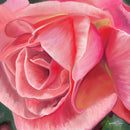 Layers (Square) Jigsaw Puzzle by Artist Elizabeth Currie and Manufactured by QPuzzles in Queensland