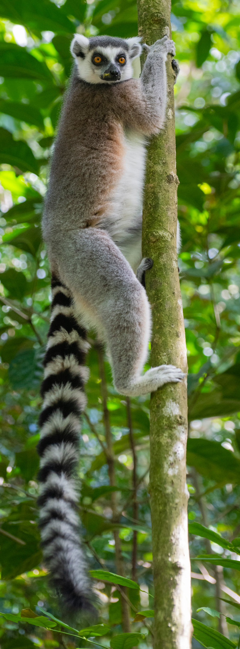 Lemur (Panorama)