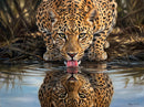Leopard (Landscape)