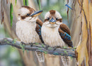 Life Among the Gum Trees - Kookaburras & Dragonfly (Landscape)