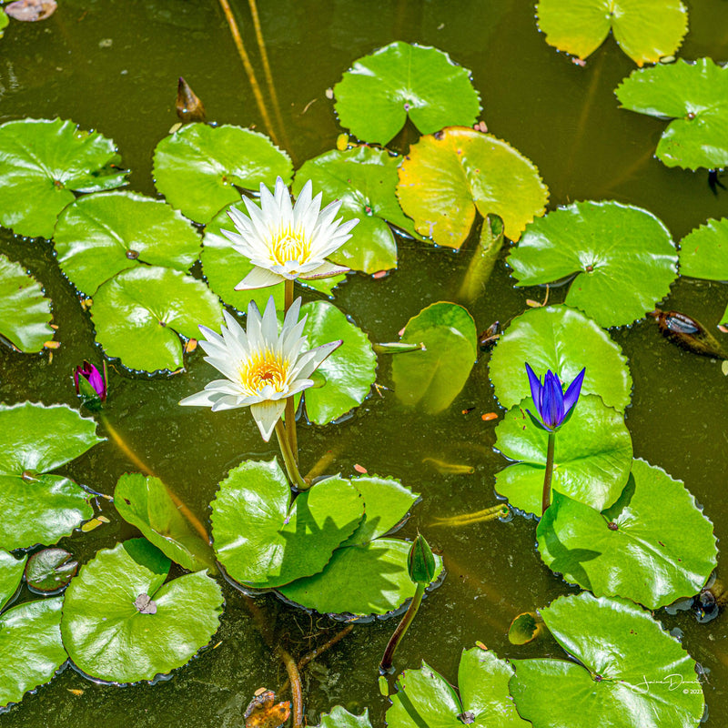 Lilly Pond (Square)