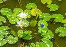 Lily Pond (Landscape) Jigsaw Puzzle by Artist Jaime Dormer and Manufactured by QPuzzles in Queensland