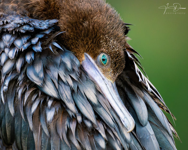 Little Black Cormorant (Landscape)