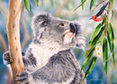 Little Visitor - Koala & Honeyeater (Landscape)