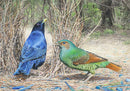 Mesmerised - Satin Bowerbirds