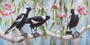 Magpie Melody - Australian Magpies (Panorama)