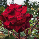 Memories (Square) Jigsaw Puzzle by Artist Elizabeth Currie and Manufactured by QPuzzles in Queensland