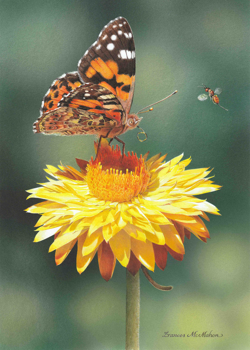 Minutiae - Australian Painted Lady (Portrait)