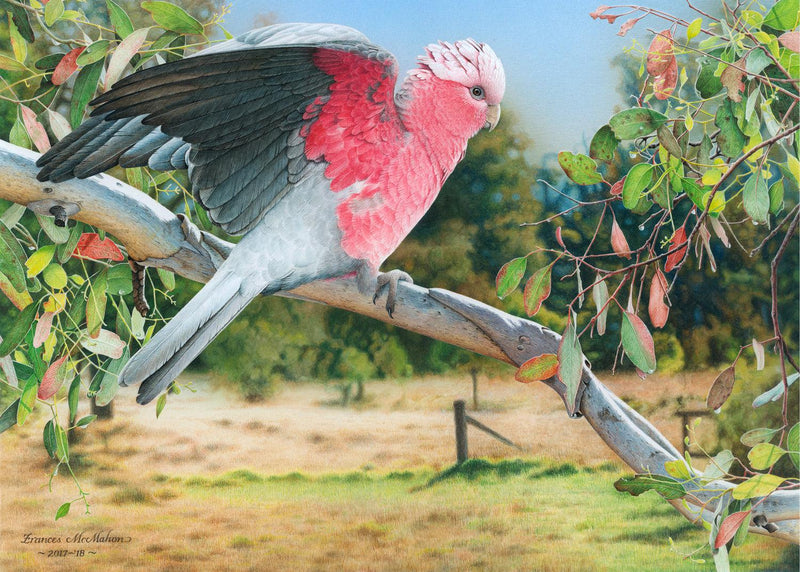 My Country - Galah (Landscape) Jigsaw Puzzle by Artist Frances McMahon and Manufactured by QPuzzles in Queensland