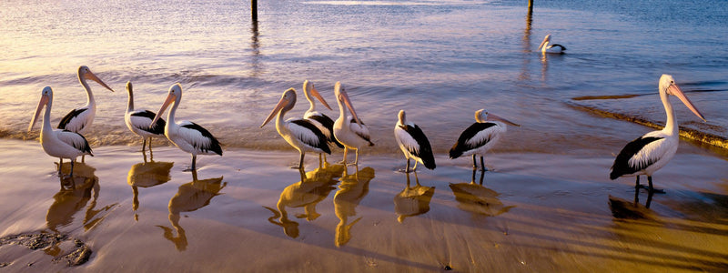 Natures Fishermen (Panorama)