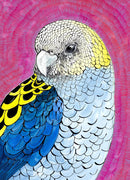 Pale Head Rosella (Tray Puzzle) QPuzzles