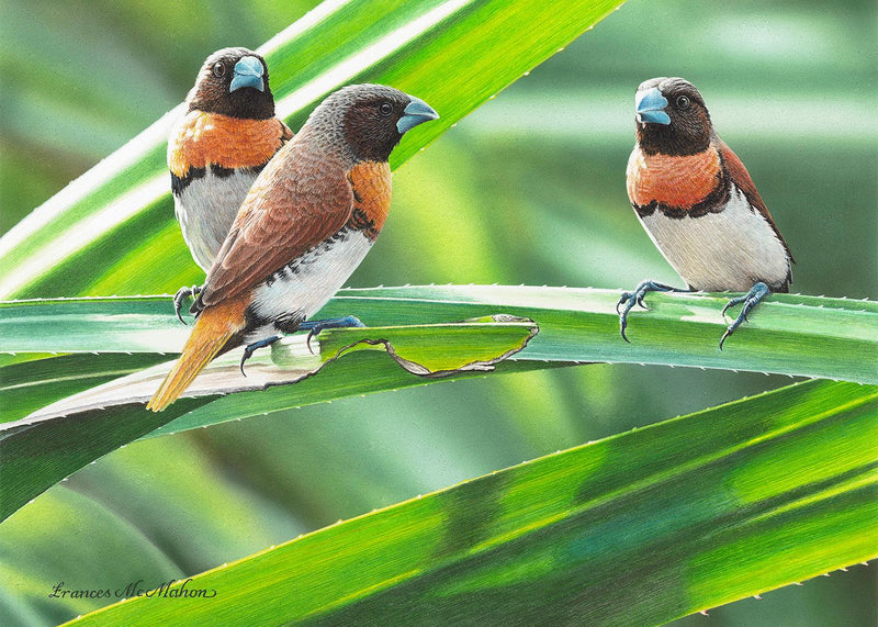 Pandanus Party - Chestnut-Breasted Mannikins (Landscape)