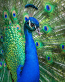 Magestic Peacock (Portrait)