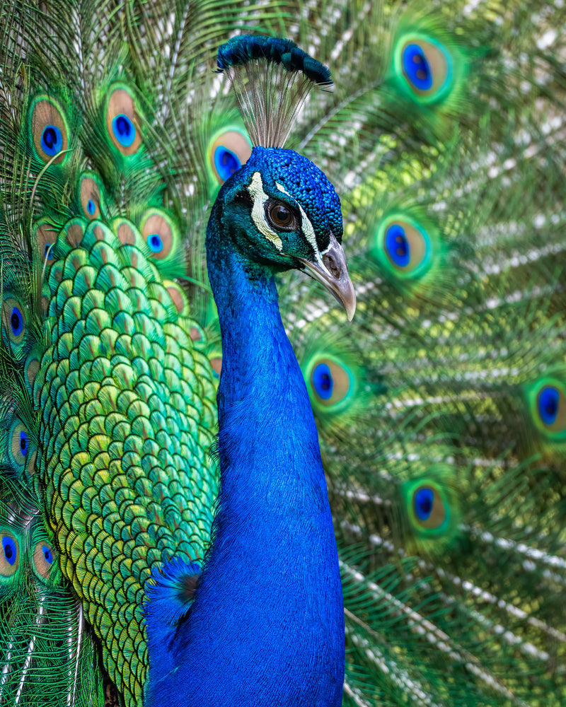 Peacock (Portrait)