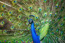 Peacock in Full Display (Landscape)