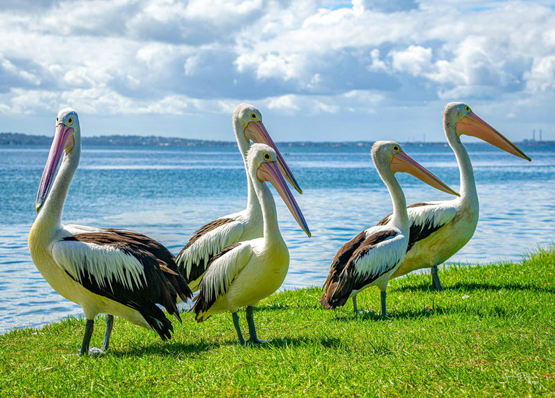 Pelican Cinque (Landscape)