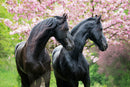 Perfect Harmony