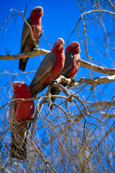 Pink & Grey Galahs