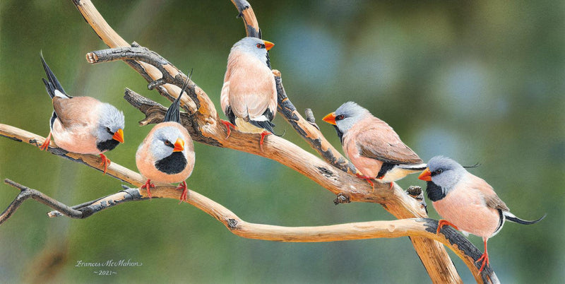 Quintet - Long-tailed Finches (Panorama) Jigsaw Puzzle by Artist Frances McMahon and Manufactured by QPuzzles in Queensland