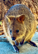 Quokka - Rottnest Island (Portrait)