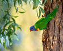 Rainbow Lorikeet (Landscape)