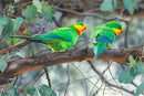 Razzle Dazzle - Superb Parrots