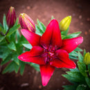 Red Tulip (Square) QPuzzles