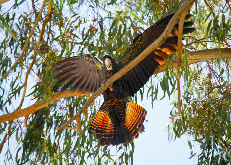 Red-tailed Black Cockatoo (Tray Puzzle)