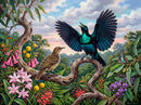Rifle Bird Courtship (Landscape)