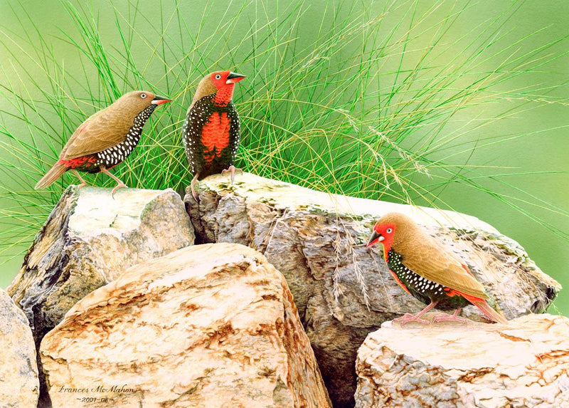 Rock Stars - Painted Finches (Landscape) Jigsaw Puzzle by Artist Frances McMahon and Manufactured by QPuzzles in Queensland