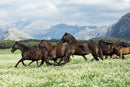 Running Wild