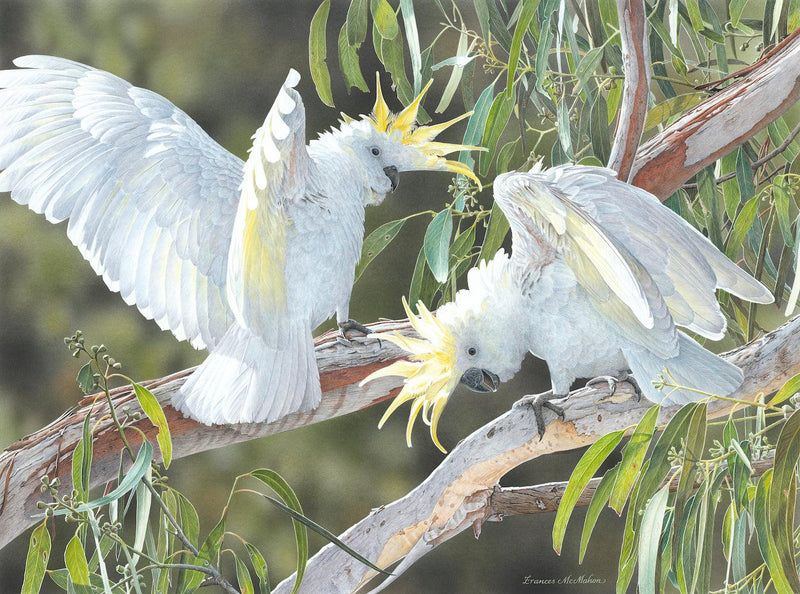 Showing Off- Sulphur-Crested Cockatoos (Landscape) Jigsaw Puzzle by Artist Frances McMahon and Manufactured by QPuzzles in Queensland