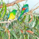 Siesta Red-Rumped Parrots (Square) Jigsaw Puzzle by Artist Frances McMahon and Manufactured by QPuzzles in Queensland