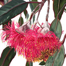 Silver Princess (Square) Jigsaw Puzzle by Artist Elizabeth Currie and Manufactured by QPuzzles in Queensland