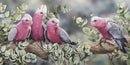 Silver Gum Galahs – Galahs (Panorama)