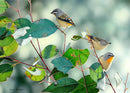 Spangled - Spotted Pardalotes (Landscape)
