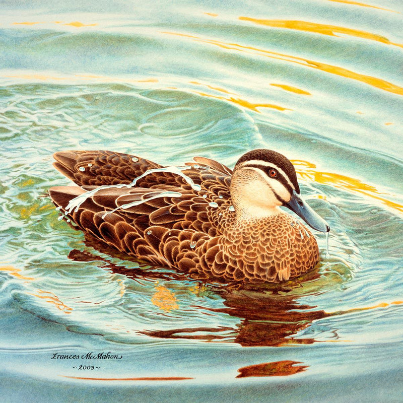Splash - Pacific Black Duck (Square) Jigsaw Puzzle by Artist Frances McMahon and Manufactured by QPuzzles in Queensland