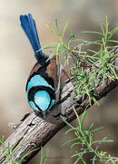 Spring Has Sprung - Superb Fairy-Wren (Portrait)