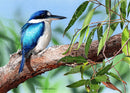 Stillness - Forest Kingfisher (Landscape)