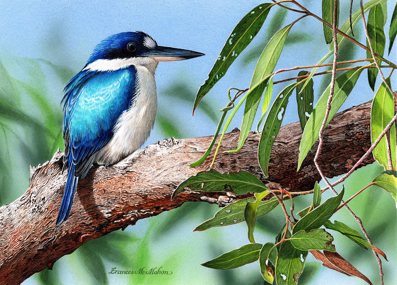 Stillness - Forest Kingfisher (Landscape)