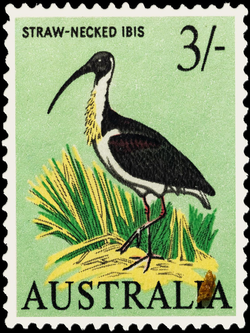 Straw-Necked Ibis (Portrait) Jigsaw Puzzle by Artist QPuzzles and Manufactured by QPuzzles in Queensland