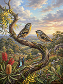 Striated Pardalotes (Portrait)
